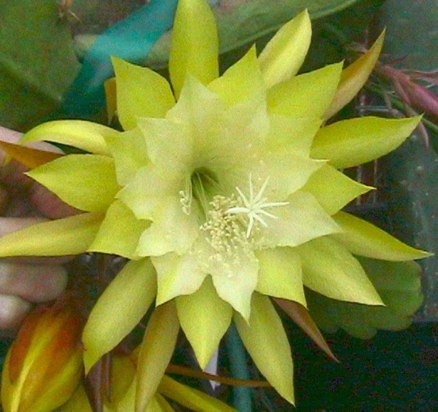 Yellow star-shaped orchid cactus flower with white stamens