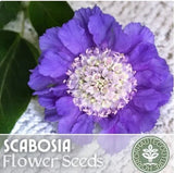 Oxford Blue Scabiosa Seeds 75+ Seeds Mum Flower, Flower Seeds, Annual Garden Plants