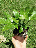 Fatsia japonica plant 3.25 inch pot - Japanese Aralia Garden Plants