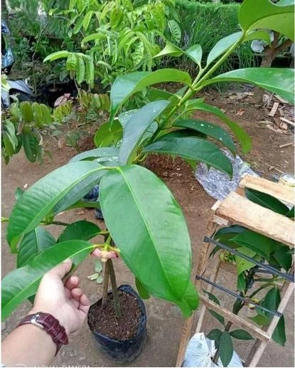Mangosteen fruit plants grafted in pots quickly bear fruit fast shipping Green Plant