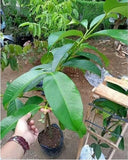 Mangosteen fruit plants grafted in pots quickly bear fruit fast shipping Green Plant