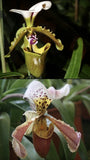 Paphiopedilum Gratrixianum X Spicerianum Multi Growth Plant Blooming Size #7 Orchids