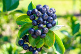 30 PURPLE CHOKEBERRY Aronia Prunifolia White Flower Fruit Shrub Seeds Flowering Plants