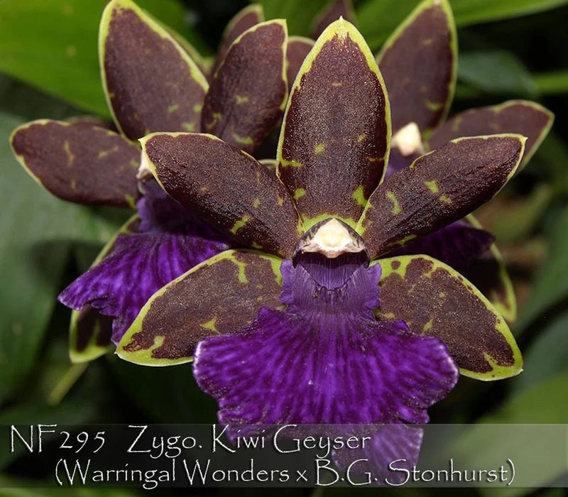 Zygo Kiwi Geyser Orchids