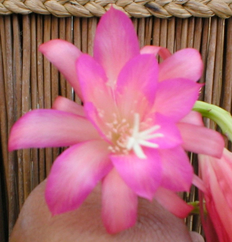 Pink orchid cactus flower with six petals and star-shaped center