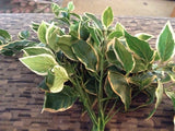 Light Green plastic flowers Green Plant