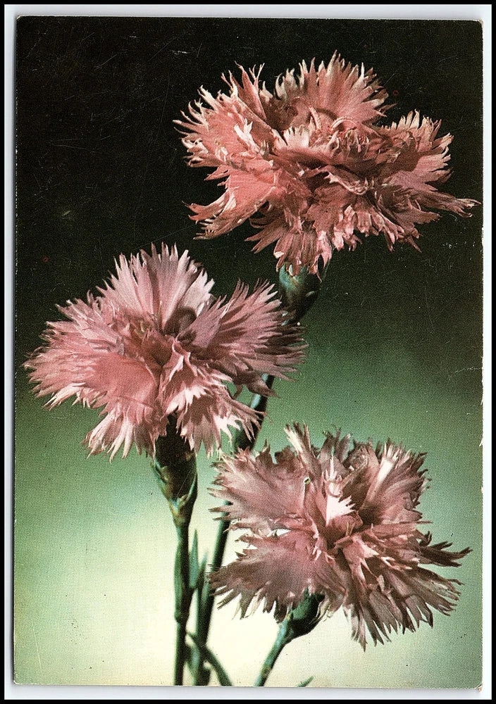 Vtg Pink Carnations Flowers Still Life Floral Unposted Chrome Postcard K111 Carnation