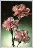 Vtg Pink Carnations Flowers Still Life Floral Unposted Chrome Postcard K111 Carnation
