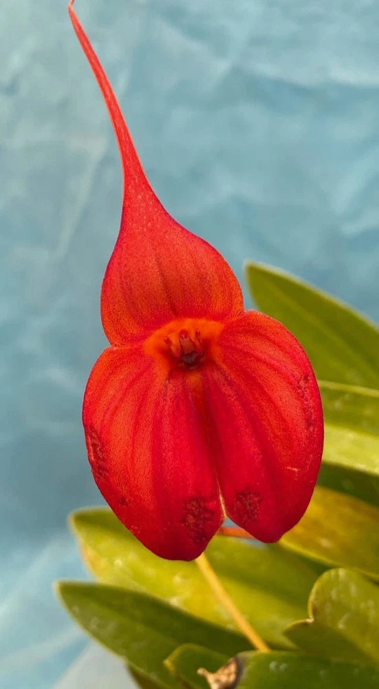 Masdevallia Harold Ripley Rust-Red Orange BS Orchid 4Ó Pot New Divisions Orchids