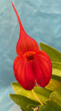 Masdevallia Harold Ripley Rust-Red Orange BS Orchid 4Ó Pot New Divisions Orchids