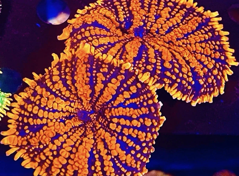 Firestorm Rhodactis mushroom Live Coral Healthy Single Heads Anemone