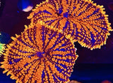 Firestorm Rhodactis mushroom Live Coral Healthy Single Heads Anemone