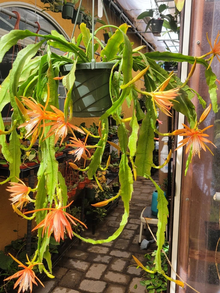 Epiphyllum fluid orange orchid cuttings with long green stems and orange flowers