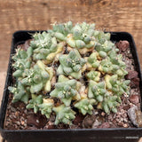 D3393 CORYPHANTHA RUNYONII SB849 pot14-H10-W14 cm MaMa Cactus Green Plant