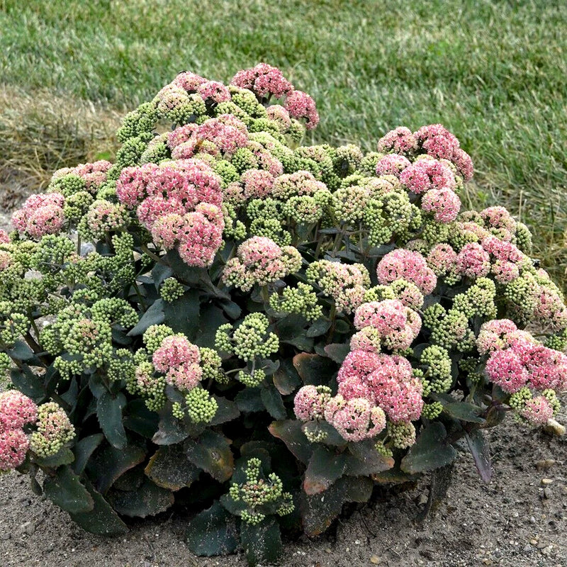50 CORAL JADE SEDUM SEEDS - Sedum 'Coraljade' Garden Plants