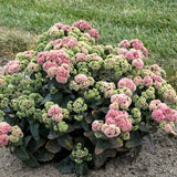 50 CORAL JADE SEDUM SEEDS - Sedum 'Coraljade' Garden Plants