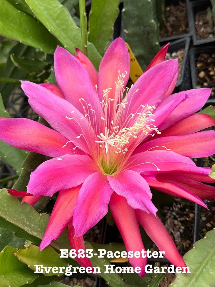 Pink Epiphyllum orchid cactus flower in 4 in starter pot