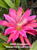 Rooted Epiphyllum Orchid Cactus ÒPacesetterÓ Growing In 4Ó Starter pot. Orchids