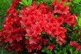 10 RED CUMBERLAND AZALEA Rhododendron Cumberlandense Bush Shrub Flower Seeds Flowering Plants
