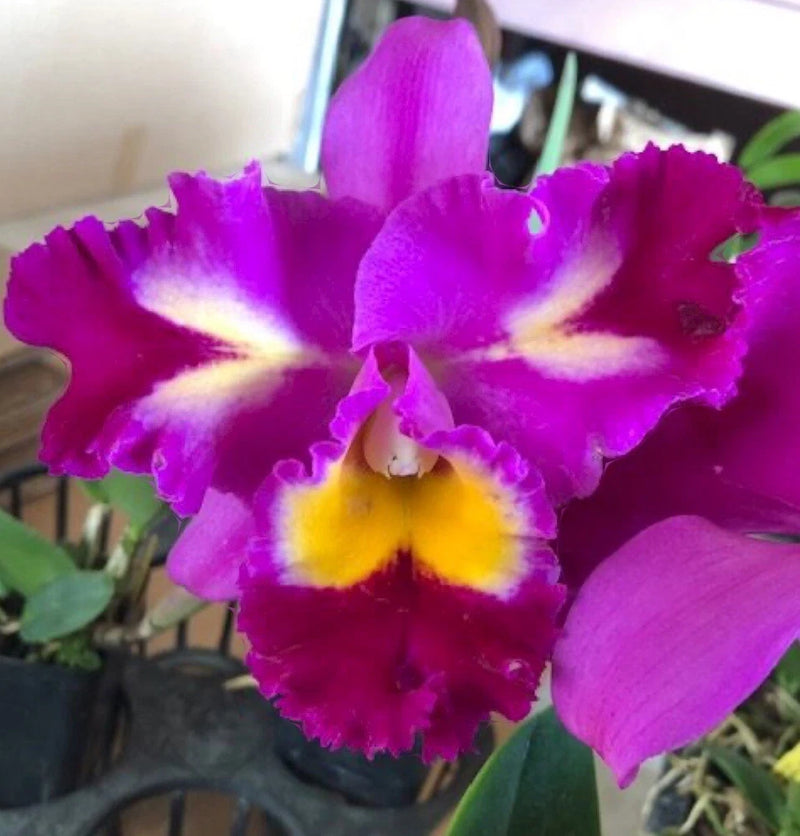 Purple orchid blossoms with yellow centers on potted plant