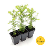 Coastal Redwood (Sequoia sempervirens) in 2.5Ó Nursery Cubes, Live Tree Sapling Green Plant