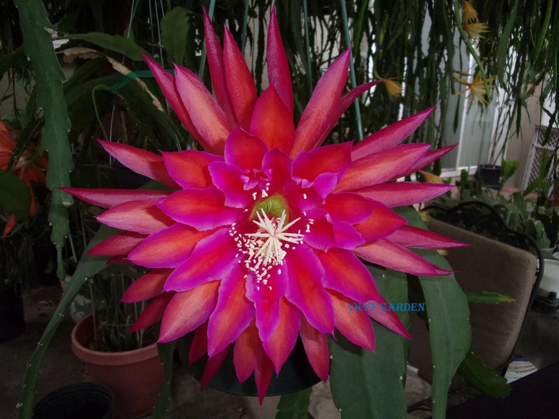 Pink and purple Epiphyllum cutting orchid bloom with white stamens