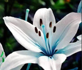 45+Seeds Blue Lily / blue Rare Lily Plant Seeds Potted. Flowering Plants