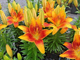 15 MATRIX ASIATIC LILY SEEDS - Lilium Matrix Garden Plants