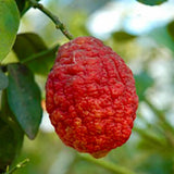 Citrus limon cv ETNA (extra red fruits) - Lemon | Lemon tree Green Plant