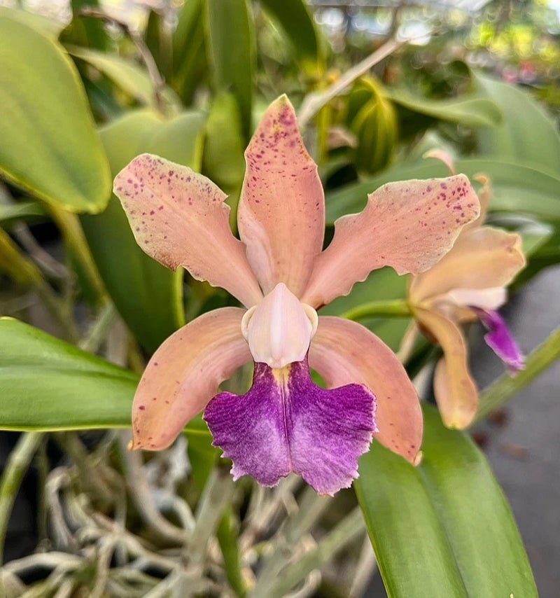 Peach and purple Cattleya-style orchid flower with ruffled petals