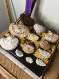 Mushrooms Dried Tree Natural Foraged Craft Fairy Taxodermy Display Polypore Hard Dried Flower