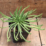 D4653 EUPHORBIA GORGONIS pot10-H9-W22 cm MaMa Cactus Green Plant