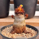 2.5CM Succulent Cactus Plant Euphorbia Ramena Euphorbiaceae Home Garden Plant Garden Plants