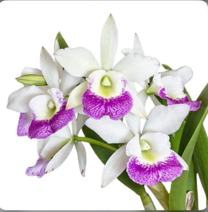 White and purple orchid plant with green leaves and multiple blooms