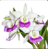 Rlc Hawaiian Stars ÔParadiseÕ White Purple Fragrant Mericlone Orchid 2.5Ó Pot Orchids