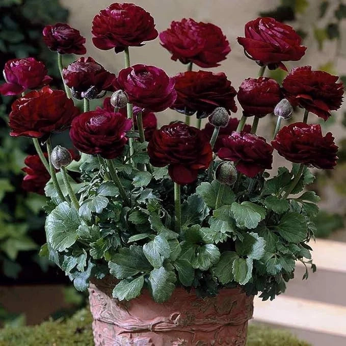 Imported Ranunculus Flower Bulb Purple | All Season Garden | Pack of 1 Ranunculus