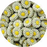 2x DAISY silicone beads SAGE green 22mm flower sensory light sunflower bead Sunflower
