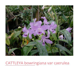 Orchid live Cattleya bowringiana var. coerulea - bare root Orchids