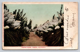Vintage Pampas Grass Postcard, Fresno CA, Edward H. Mitchell, Posted 1900s Pampas Grass