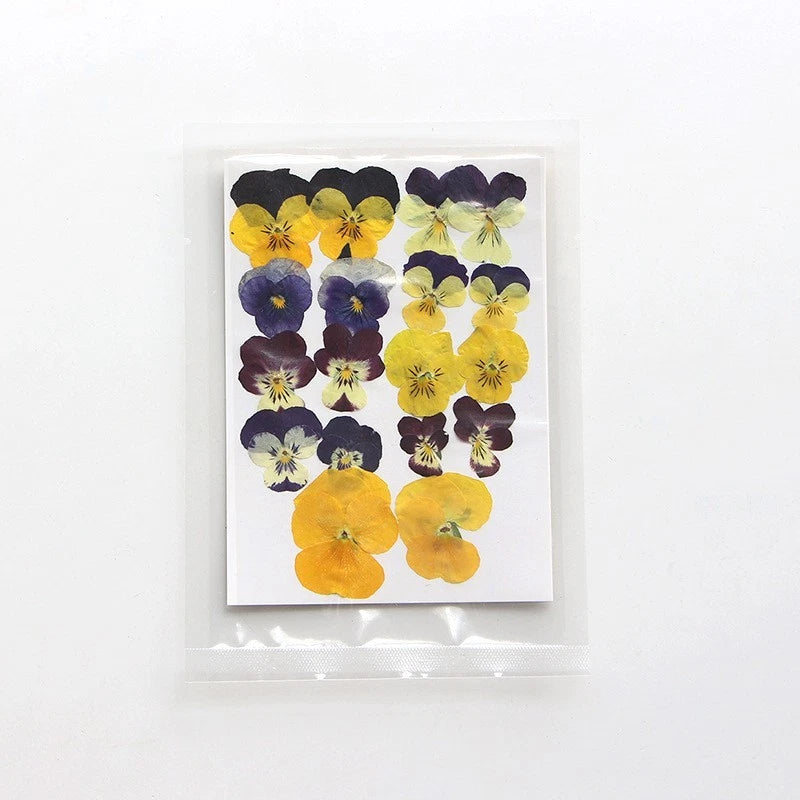 Pressed dried pansy and viola flower set, mixed purple and yellow blossoms.