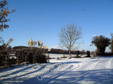 Photo 6x4 Snowy Lane with Pampas Grass Alberbury  c2010 Pampas Grass