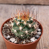 D4179 PYRRHOCACTUS BULBOCALYX pot6,5-H4-W5 cm MaMa Cactus Green Plant