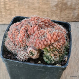 D5670 GYMNOCALYCIUM BALDIANUM CRESTED pot10-H7-W11 cm MaMa Cactus Green Plant