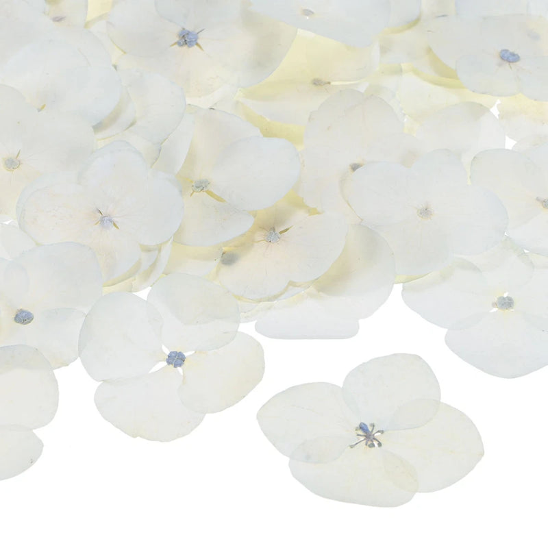60-Pack Dried Pressed Flowers for Resin, Real Natural Bulk Dry Floral [White] Dried Flower