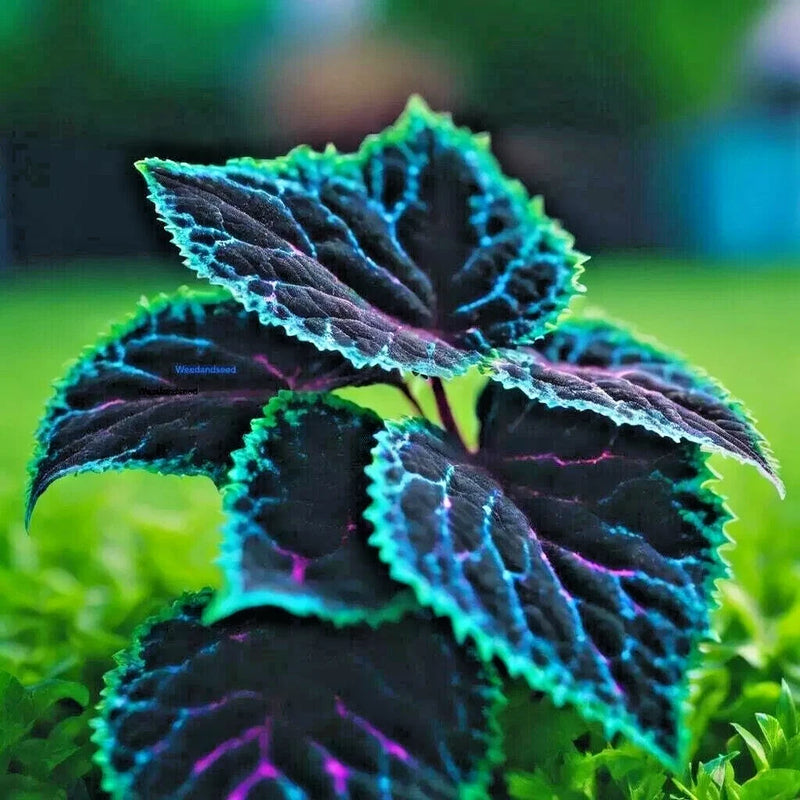 25++ Coleus Seeds Ð Rare Blue, Black, and Green Foliage Unique Garden Accent USA Flowering Plants