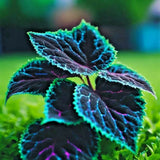 25++ Coleus Seeds Ð Rare Blue, Black, and Green Foliage Unique Garden Accent USA Flowering Plants
