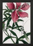 Pink Lily Flower Framed Wall Art Poster Canvas Print Picture Lily