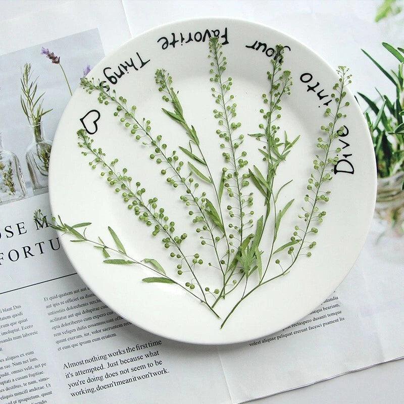 Pressed dried grass flower sprigs with small green blossoms on a plate