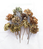 5/10 Dried Mophead Hydrangea Flowers Stems Hydrangea