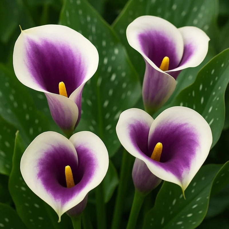 Zantedeschia Picasso Calla Lily Bulbs for Planting - Rare Purple and White (3) Flowering Plants